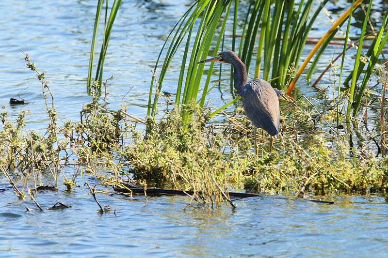 Tricolored Heron (9242)