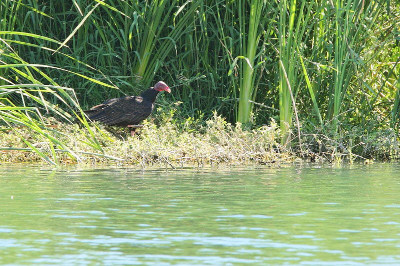 Turkey Vulture (9296)