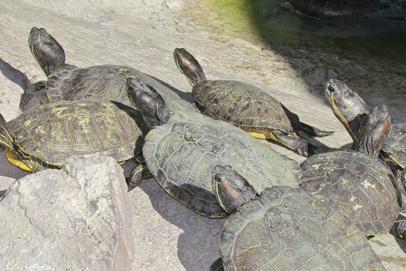 Turtles at the Serpentarium (3113X)