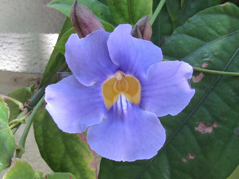 Unknown Blue Flower (3122X)