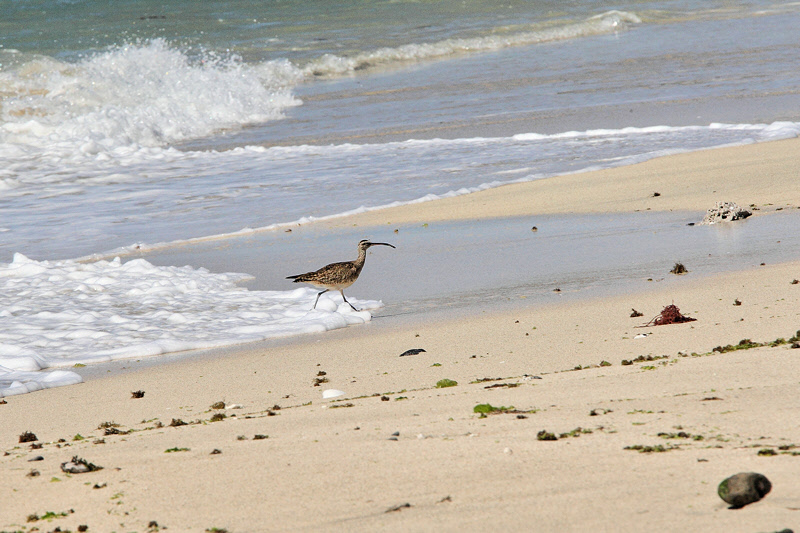 Whimbrel (9717)