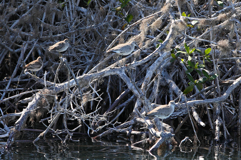 Willets (8854)