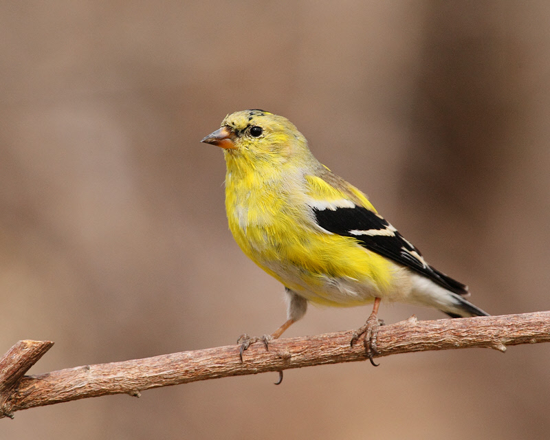 American Goldfinch (male, molting) (0029)