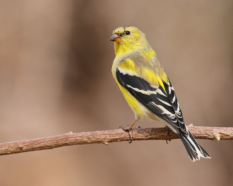 American Goldfinch (male, molting) (0115)