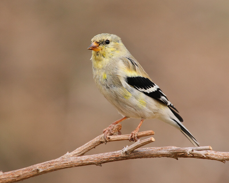 American Goldfinch (male, molting) (0137)