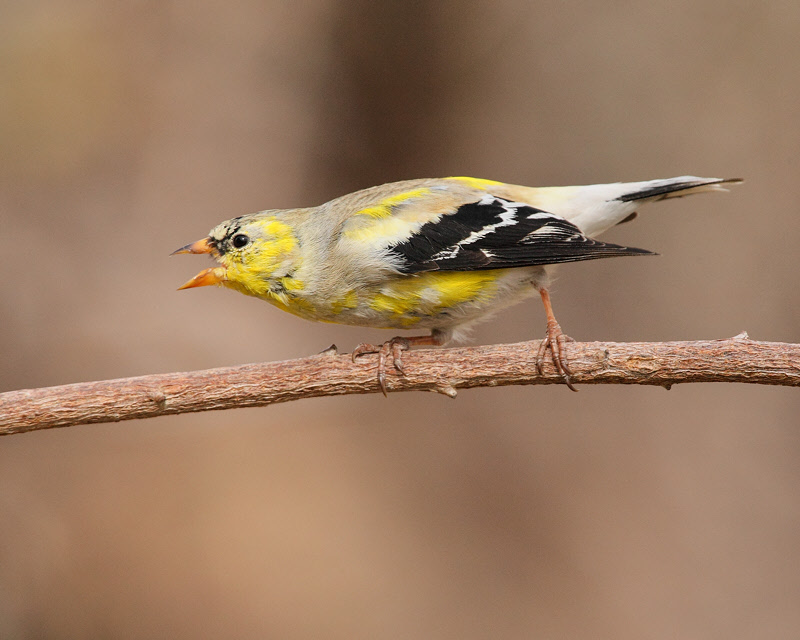 American Goldfinch (male, molting, attitude) (0150)