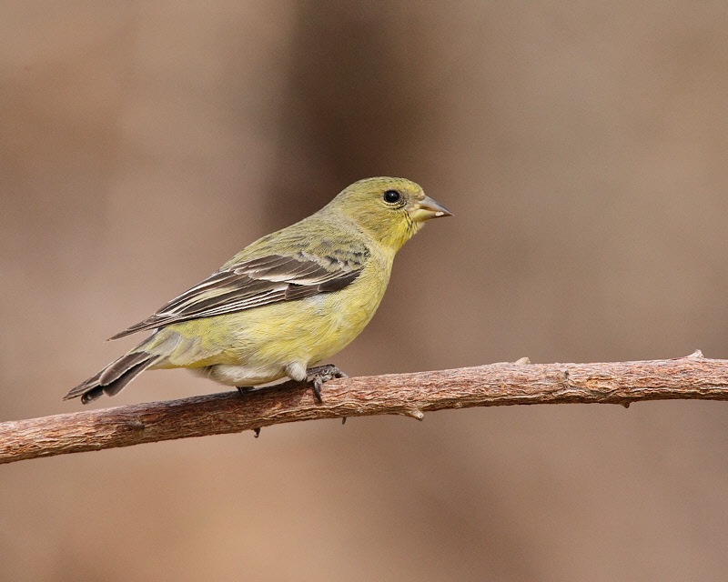 Lesser Goldfinch (Female) (0047)
