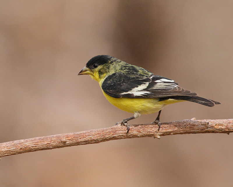 Lesser Goldfinch (Male) (0058)