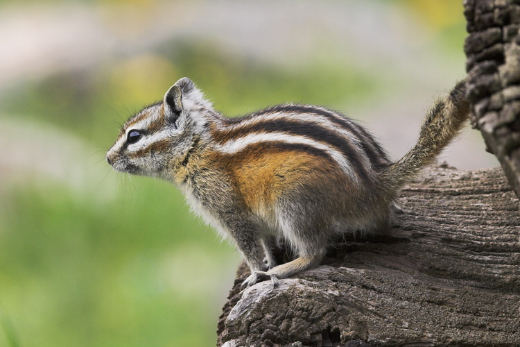 0886_Chipmunk.jpg