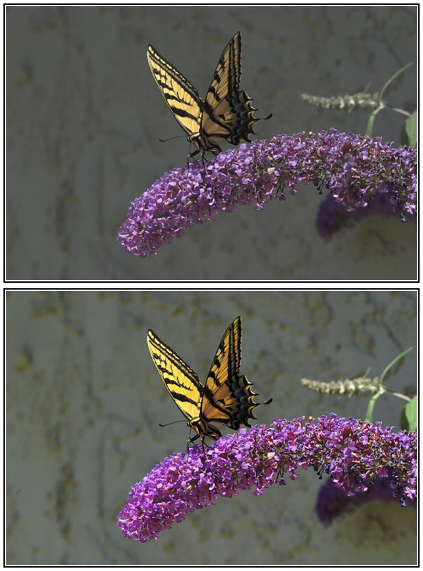 TwoTailedSwallowtail1.jpg