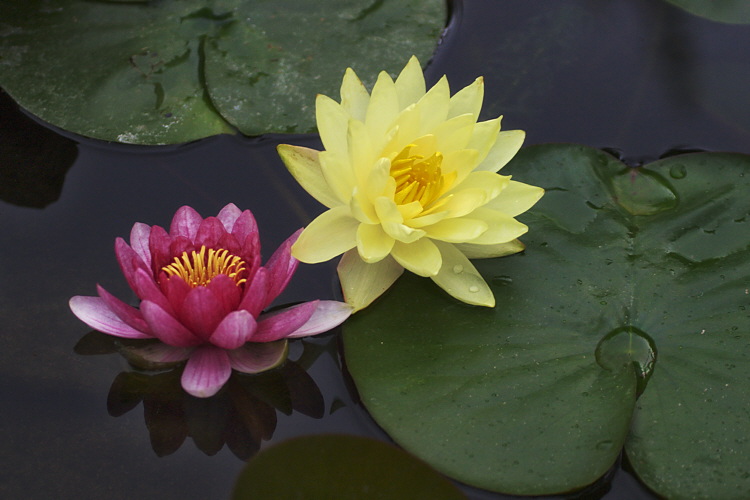  Water Lily (0313)