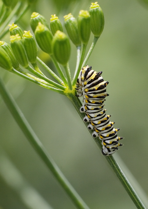 Caterpillar(5546)