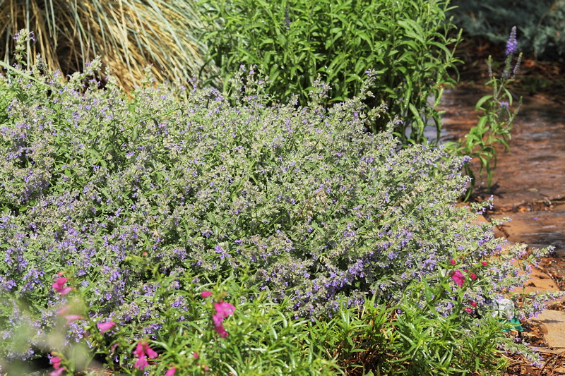 Catmint #710 (8550)