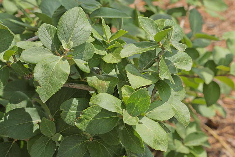 Korean Spice Viburnum Foliage #432 (8560)