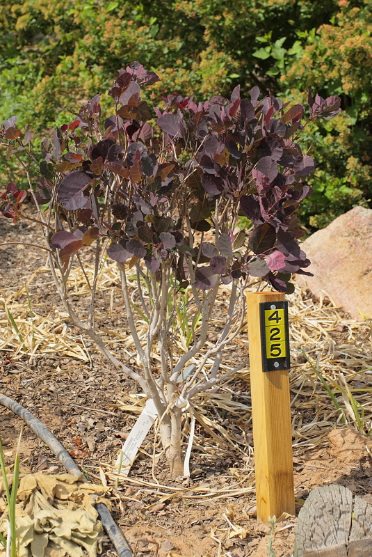 Royal Purple Smoke Tree #425 (8369)