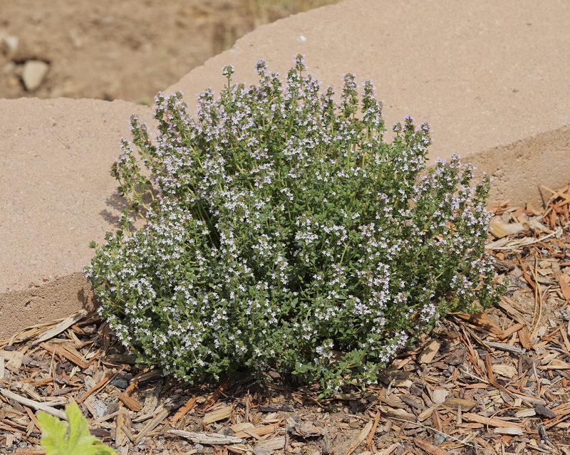 Unknown Plant in Herb Garden (8561)