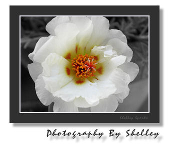 Moss Rose.jpg