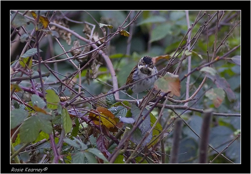 Reed Bunting.jpg