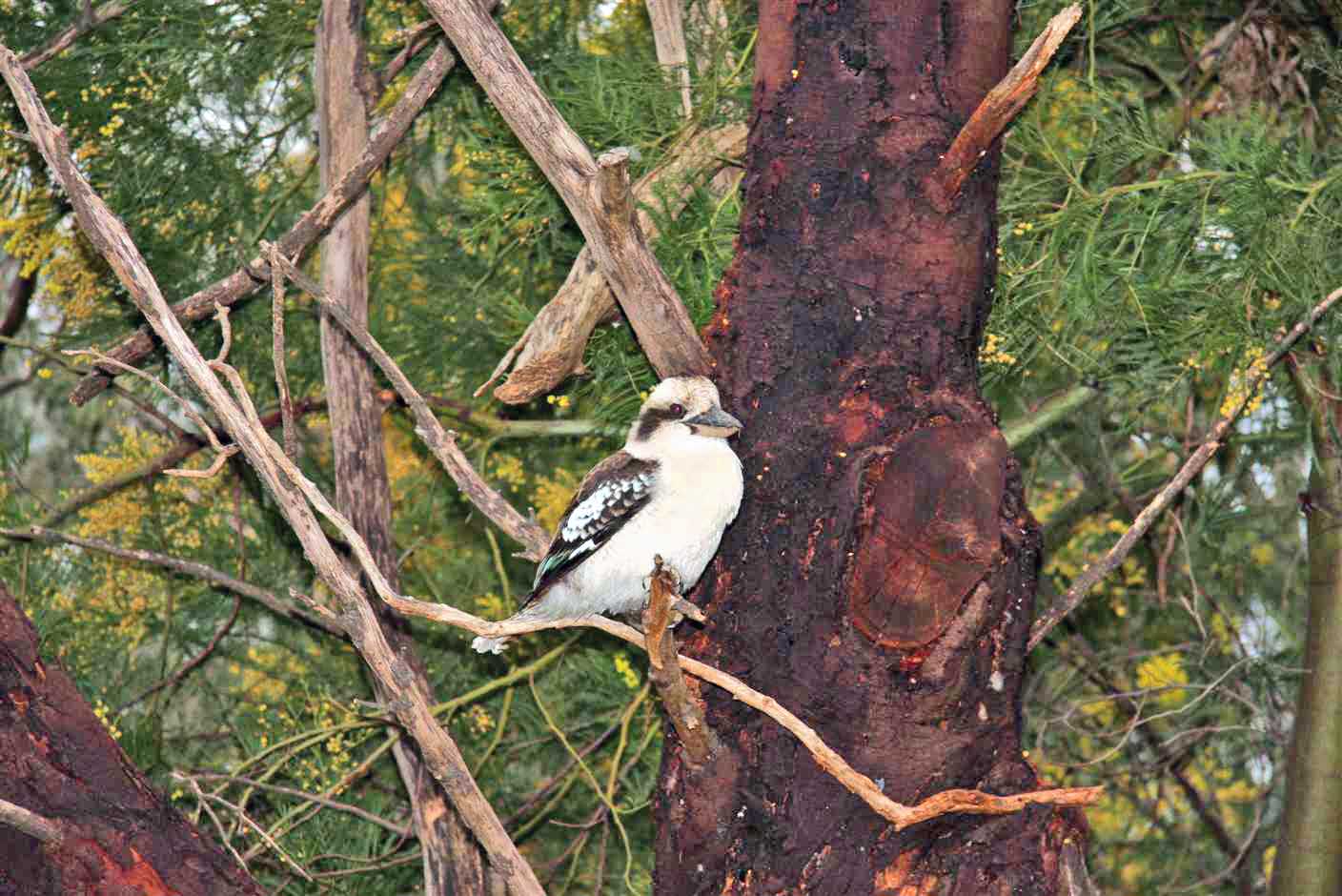 30 august Kookaburra