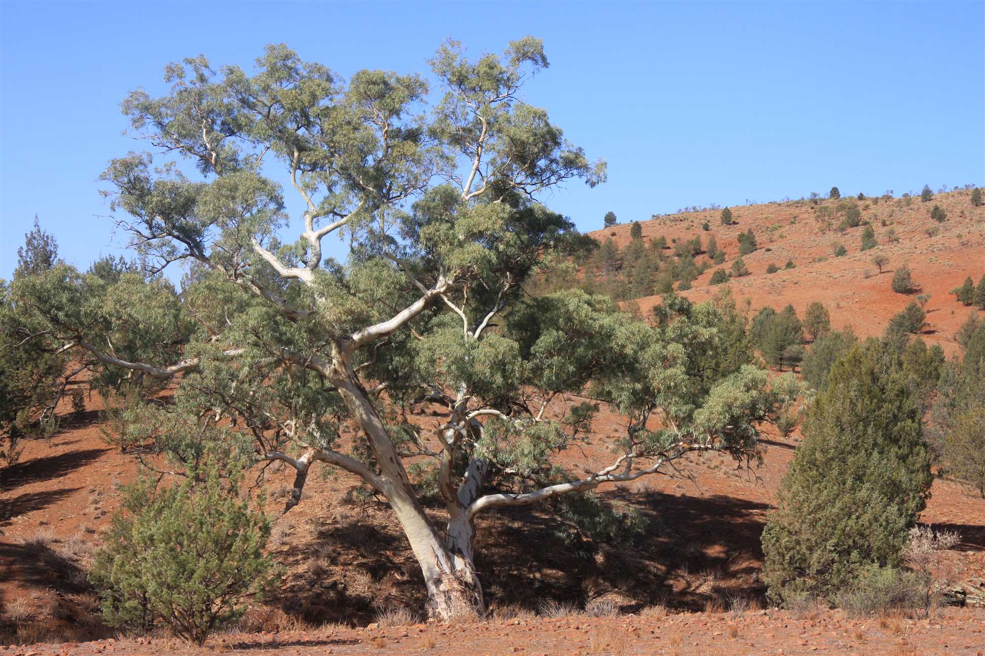 Red River Gum Tree