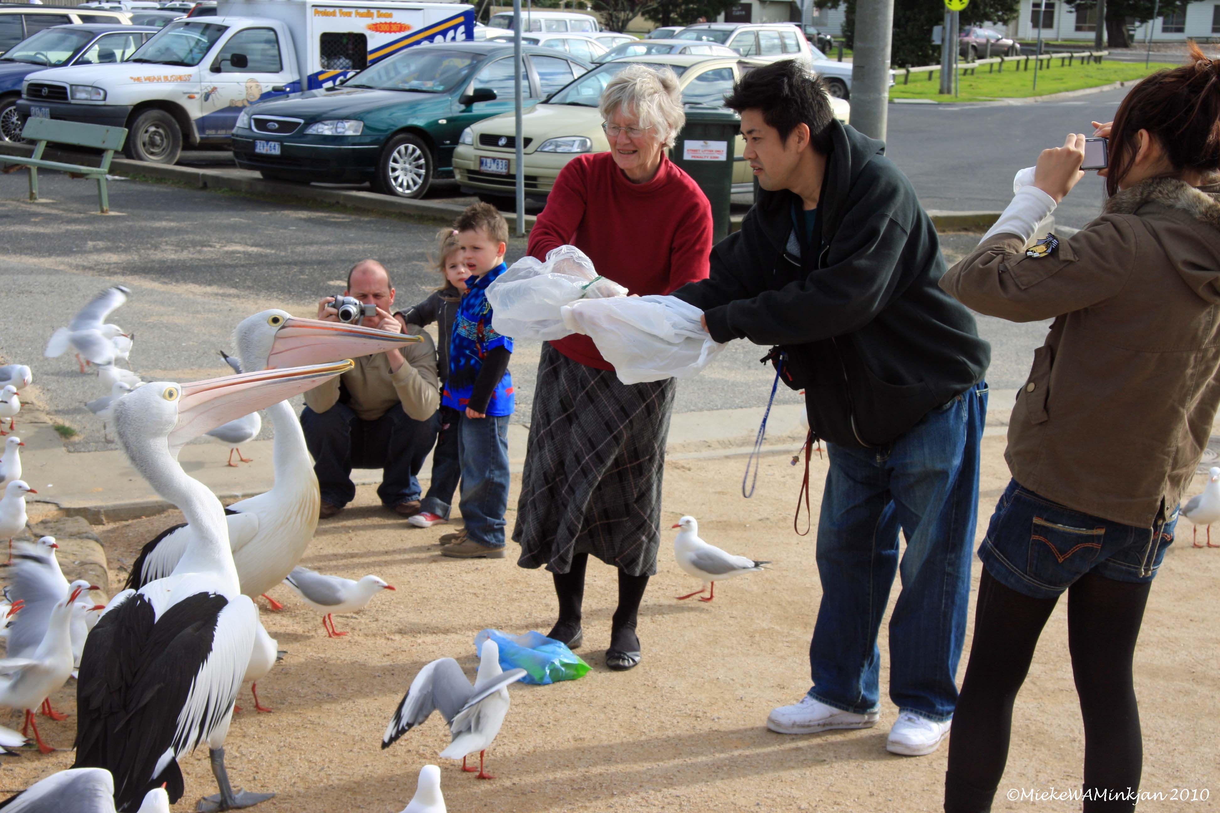 12 Pelicans and people