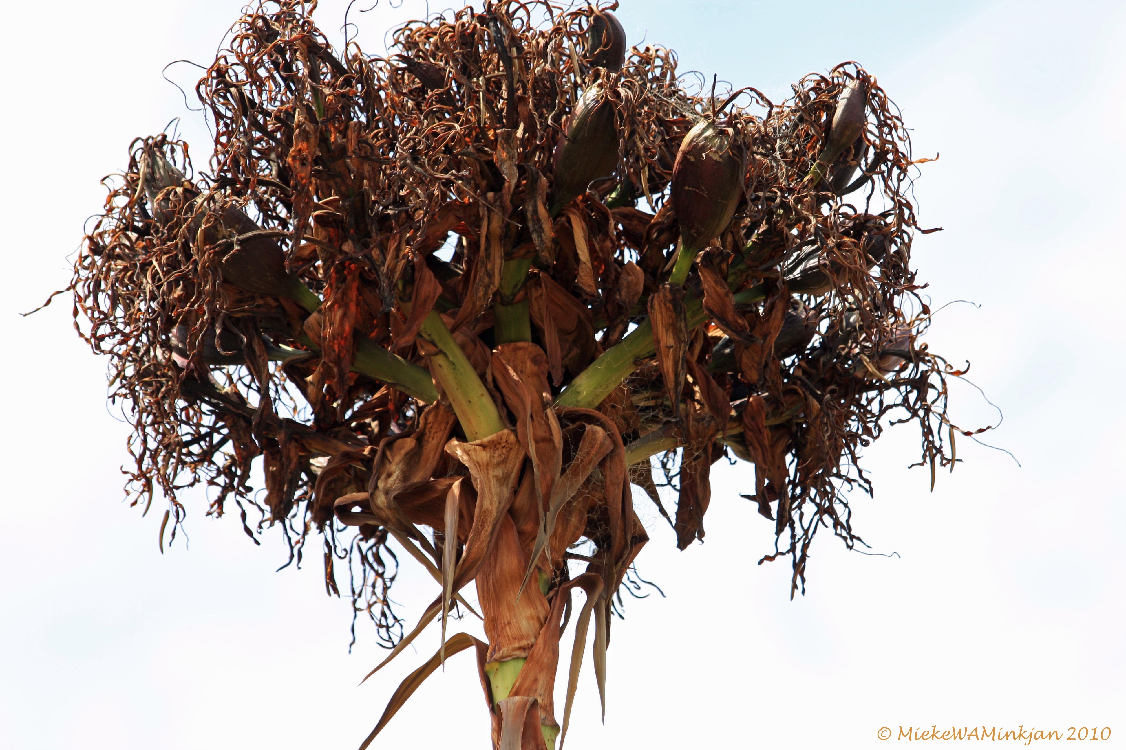 Gymea lily