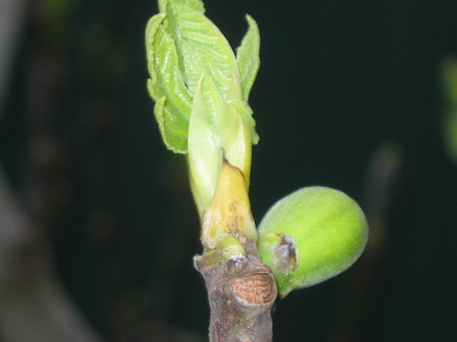 4 september Part of the fig tree