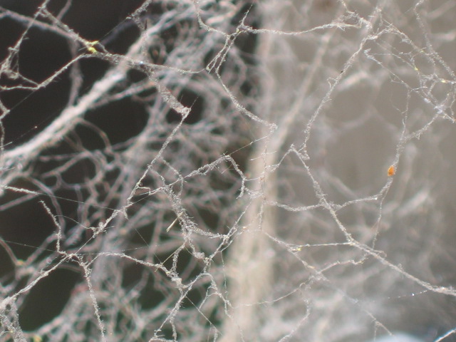 13 januari Weaving a web