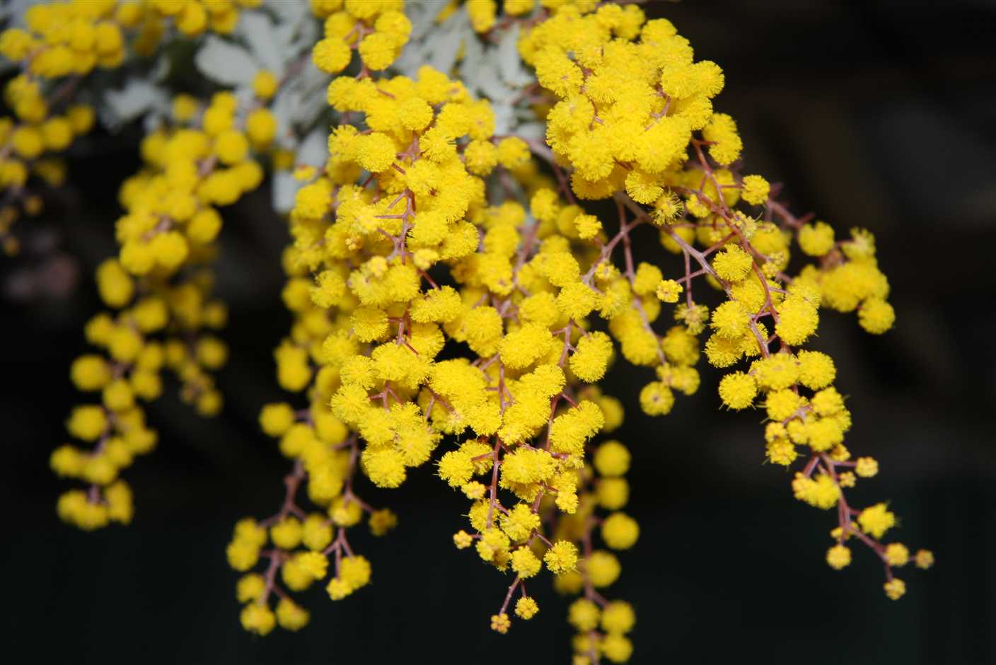 30 june Cootamundra Wattle