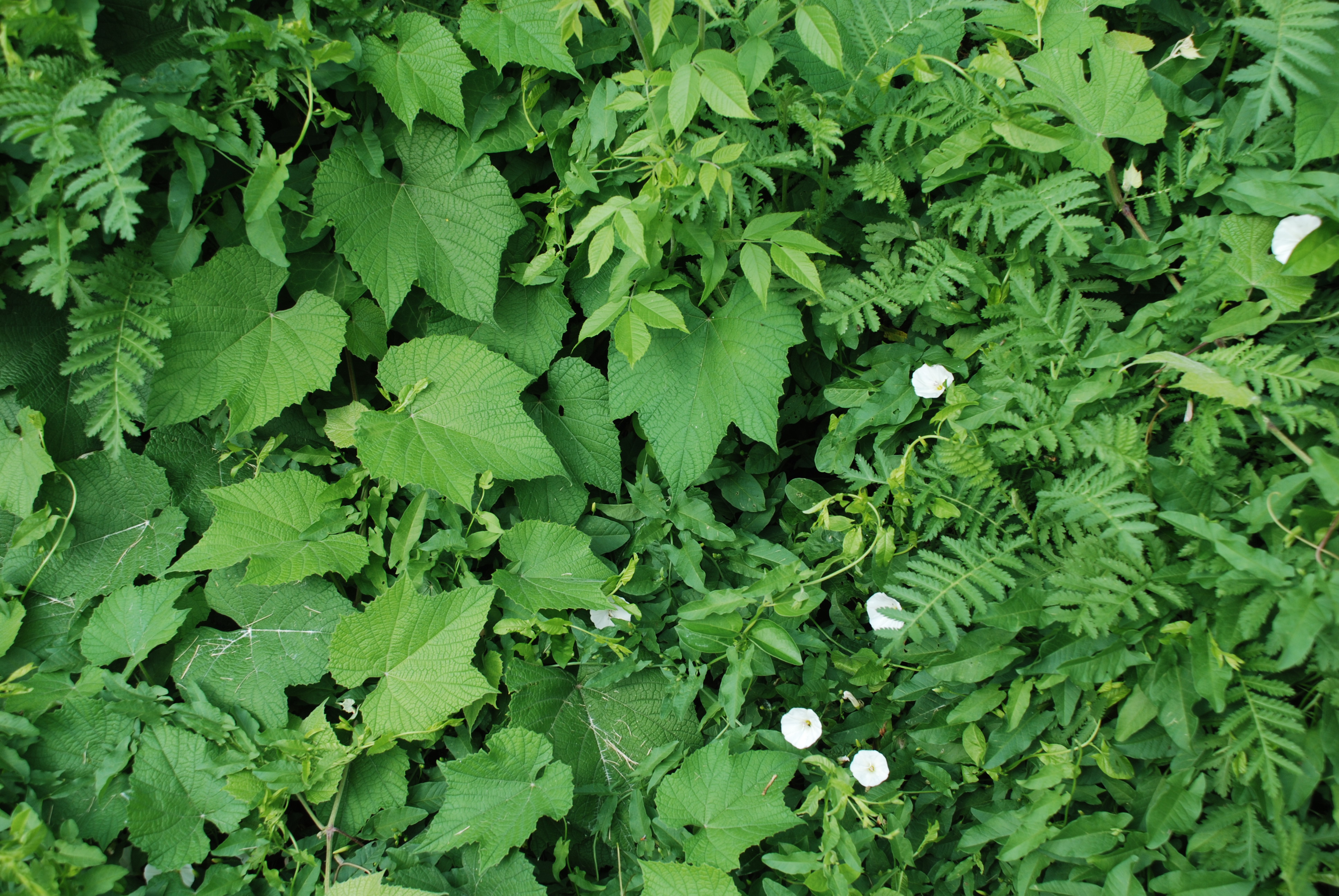Vines in my garden