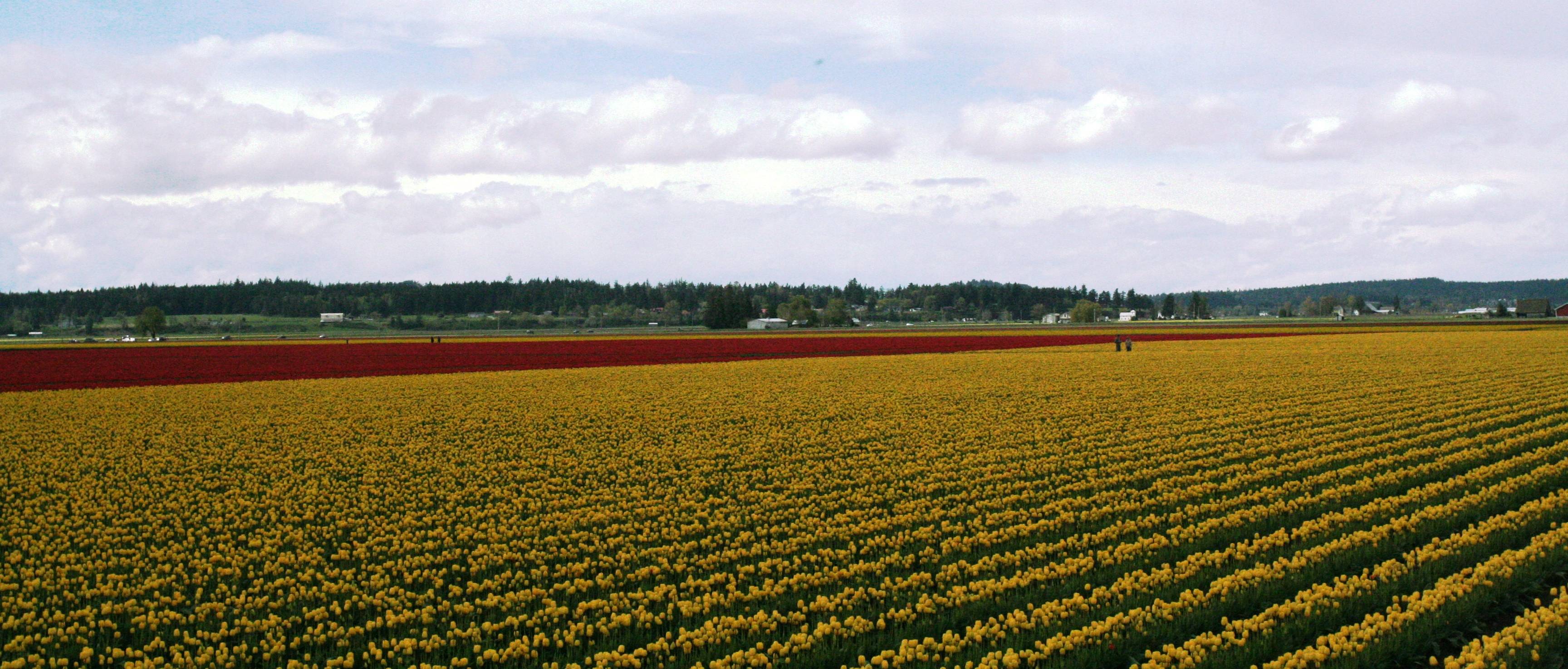 Tulips 117.jpg