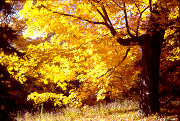 Autumn tree 1.jpg
