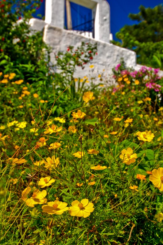 Flower path