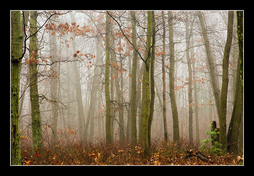 Fog