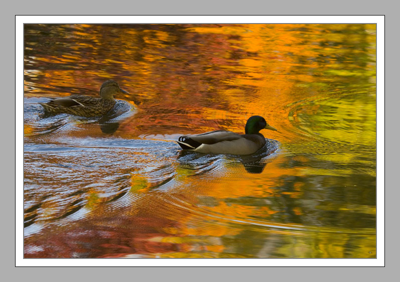 Ducks