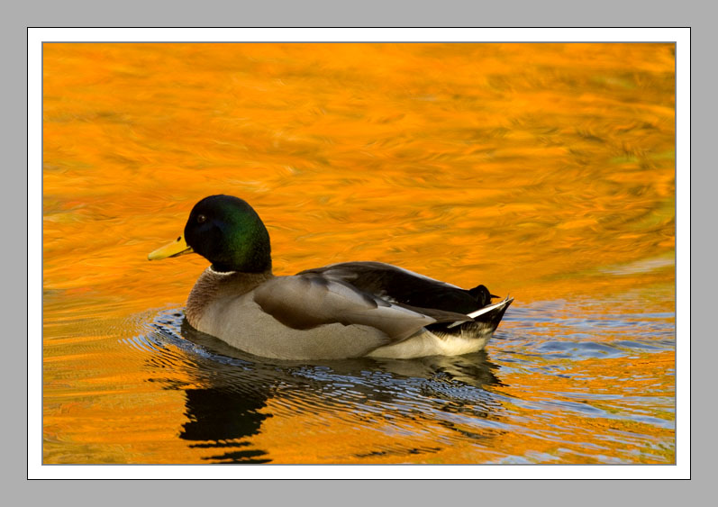 Duck