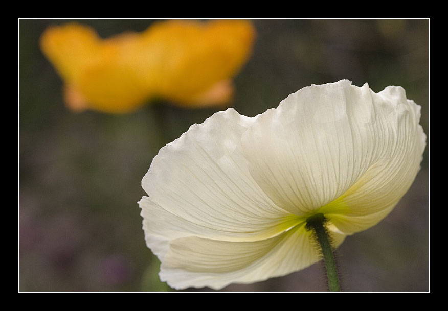 Poppies