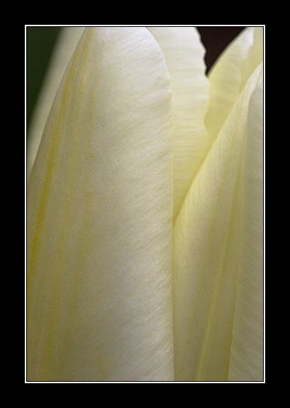 Tulip