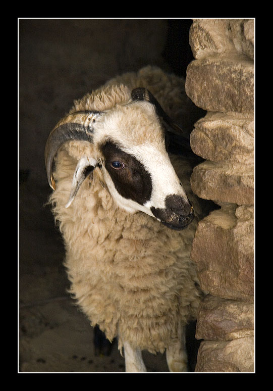 Sheep in a Berber Village