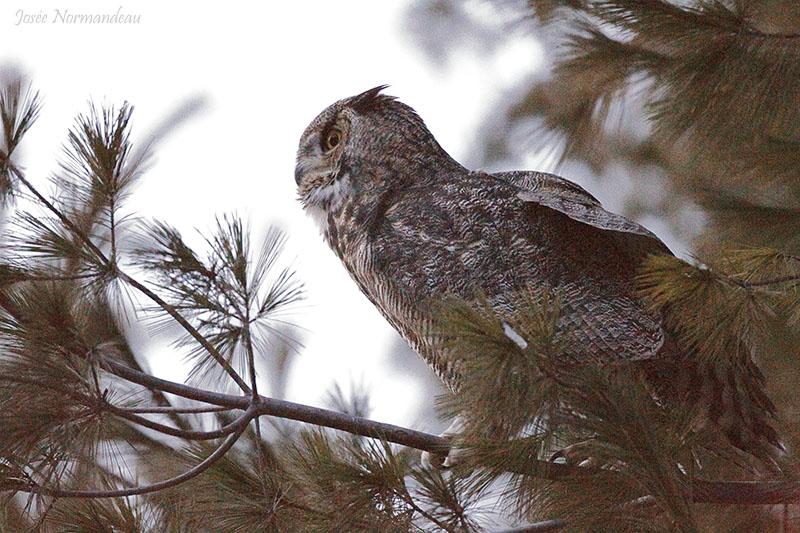grand duc2 5900.jpg