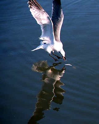 armand_bayou_tx