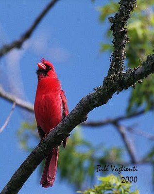 Northern Cardinal 102.27_24.jpg