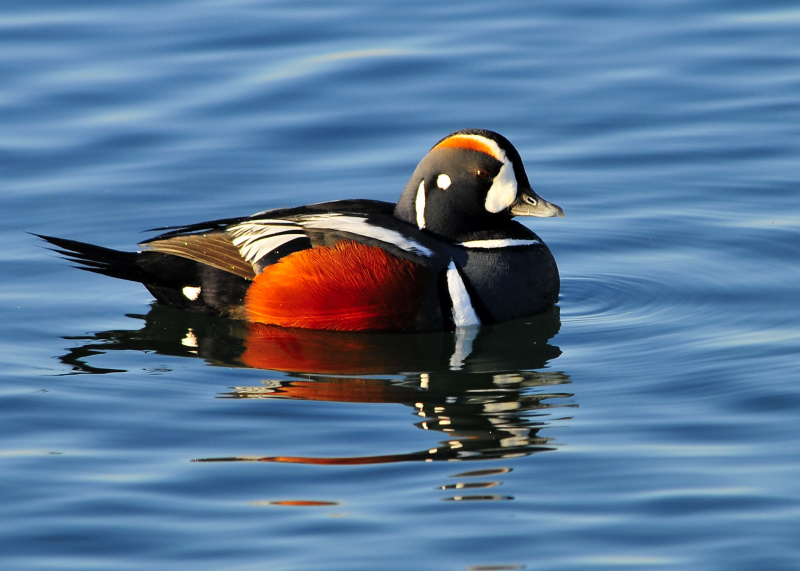 Harlequin Duck Male