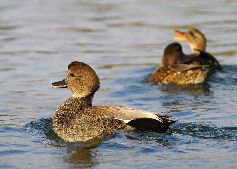 Gadwall Male