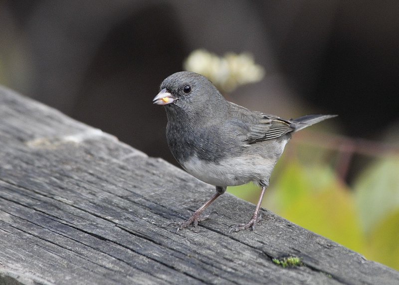 Junco