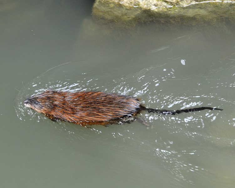 Muskrat