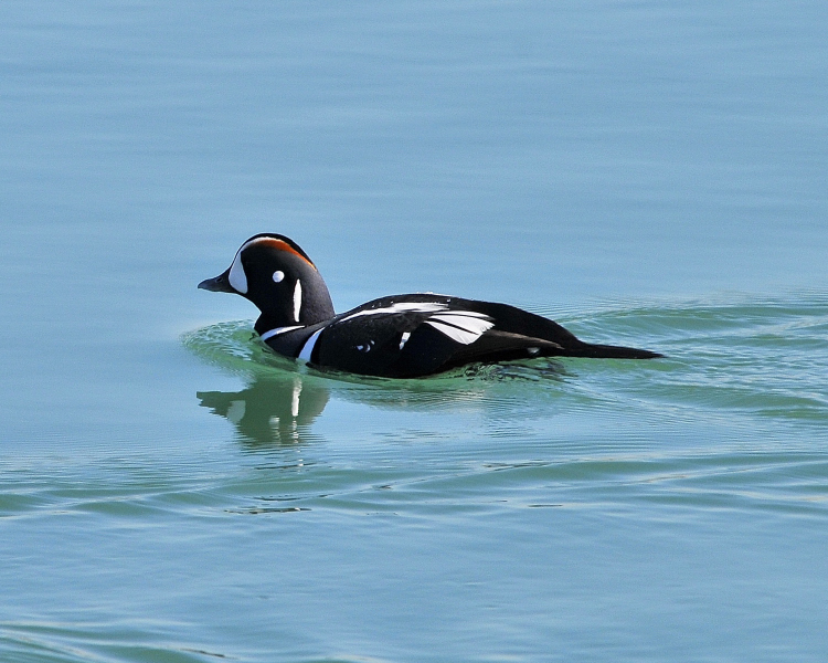Harlequin Duck Male