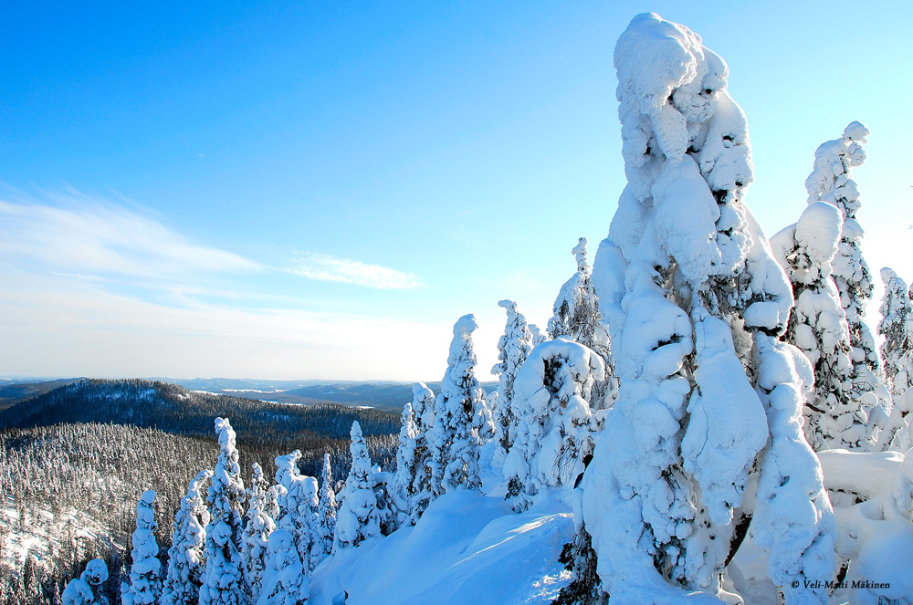 Koli