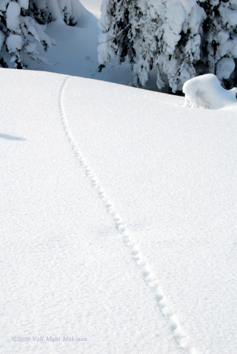 Tracks