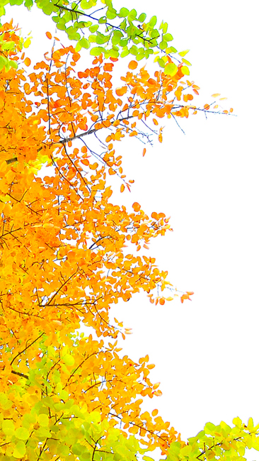 Dissolved colours in aspen